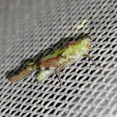 Paulinia acuminata