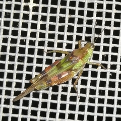 Paulinia acuminata