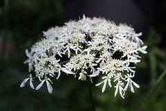 Heracleum austriacum