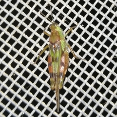 Paulinia acuminata