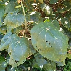 Hibiscus tiliaceus tiliaceus