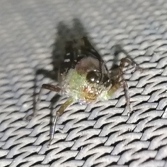 Paulinia acuminata