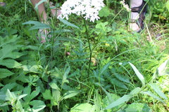 Heracleum austriacum