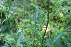 Heracleum austriacum