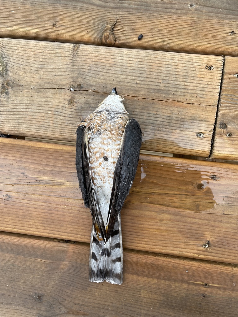 Sharp-shinned Hawk from Tory Hill, ON, CA on April 10, 2021 at 08:01 AM ...