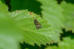 Ancistrocerus trifasciatus