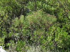 Hymenolepis crithmifolia