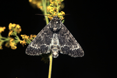 Acronicta concerpta