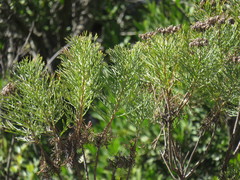 Hymenolepis crithmifolia