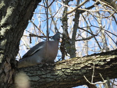 Columba palumbus