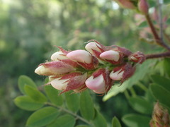 Robinia viscosa