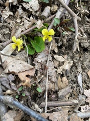 Viola rotundifolia