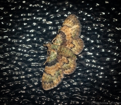 Gymnoscelis derogata