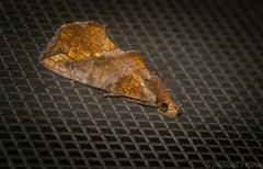 Plusiodonta arctipennis