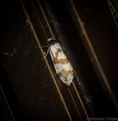 Lepidoscia dicranota