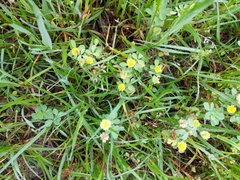 Trifolium campestre image