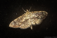 Haritalodes obliqualis