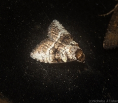 Acatapaustus metallopa