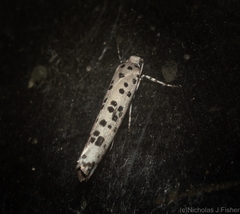 Yponomeuta pustulellus