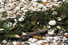 Codium cylindricum