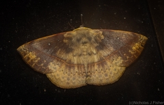 Anthela directa