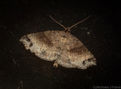 Lithilaria proestans