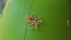 Pephricus