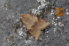 Vulpechola vulpecula