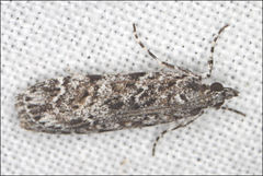 Scoparia syntaracta