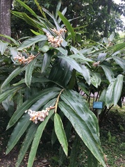 Alpinia tonrokuensis