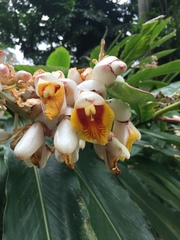 Alpinia tonrokuensis