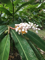 Alpinia tonrokuensis