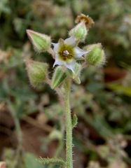 Trichodesma ehrenbergii