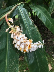 Alpinia tonrokuensis