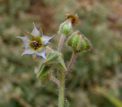 Trichodesma ehrenbergii