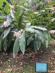 Alpinia tonrokuensis