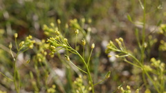 Draba nemorosa