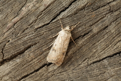 Agrotis desertorum