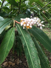 Alpinia tonrokuensis