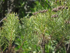 Hymenolepis crithmifolia