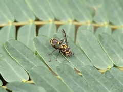 Ropalidia timida