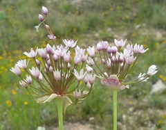 Allium fraseri