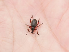 Dodecastichus geniculatus