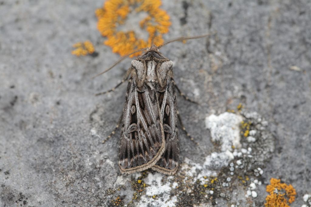 Agrotis fatidica