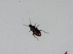 Pterostichus burmeisteri