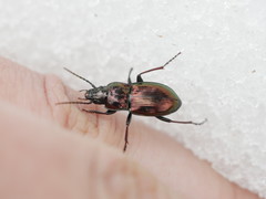 Pterostichus burmeisteri