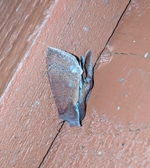 Orthosia transparens
