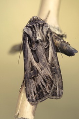 Agrotis vestigialis