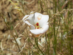 Calochortus venustus