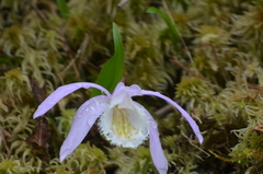 Pleione formosana